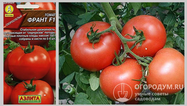 Упаковка семян производителя «Аэлита» и фото спелых томатов гибрида «Франт F1»