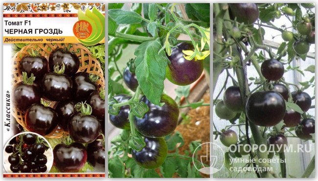Упаковка с семенами и фотографии спелых томатов гибрида «Черная гроздь F1»
