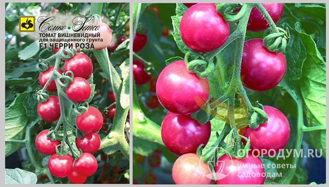 Упаковка с семенами производителя «Семко» и фото спелых томатов гибрида «Черрироза F1»