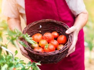 Самые урожайные сорта томатов для теплиц и открытого грунта