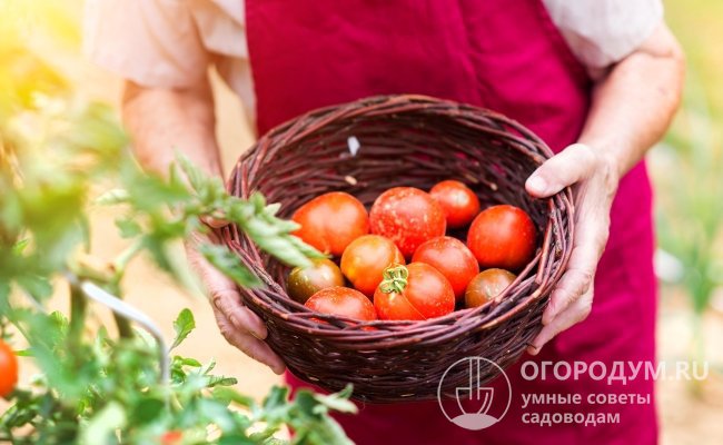 Какие выбрать семена урожайных сортов томатов