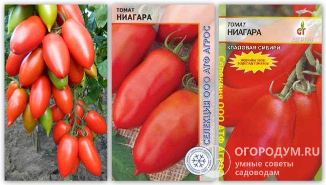 Разные упаковки семян «Ниагара» производителя «АГРОС» и фотография помидоров этого сорта