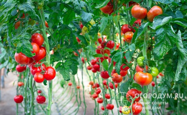 Урожайность томатов как фактор выбора посевного материала