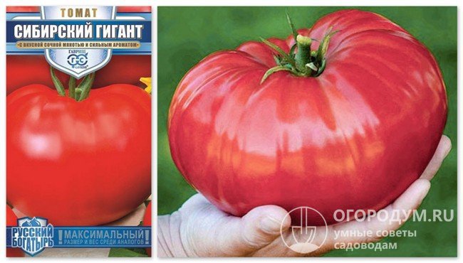 Упаковка семян «Сибирский гигант» и фотография помидоров этого сорта