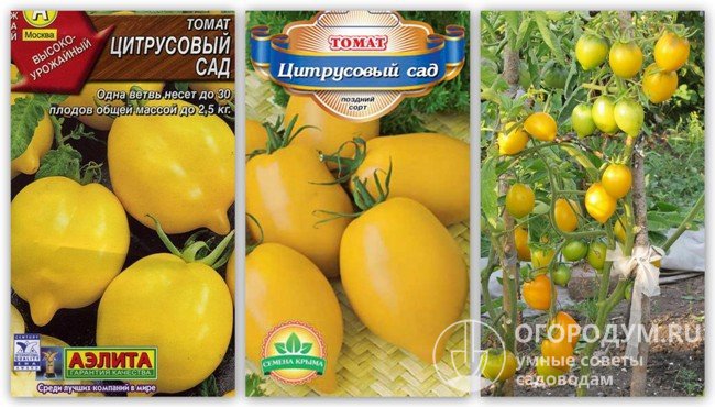 Упаковки семян «Цитрусовый сад» разных производителей и фотография помидоров этого сорта