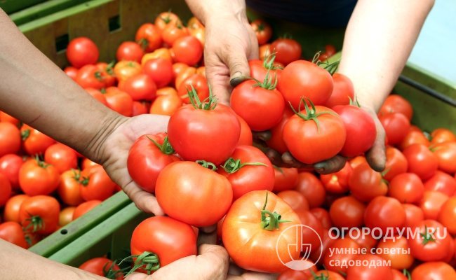 Урожайность помидоров может и должна быть одним из главных факторов выбора посевного материала