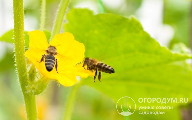 Все исходные сорта огурцов – пчелоопыляемые