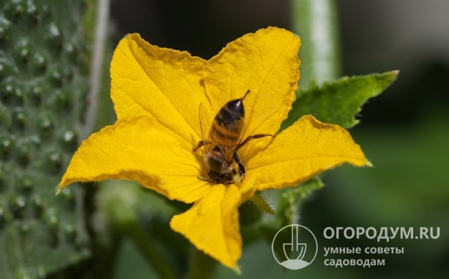 Урожайность пчелоопыляемых сортов и гибридов огурцов напрямую зависит от активной жизнедеятельности насекомых-опылителей