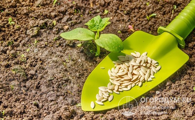 Высаживать гибридный сорт можно как рассадным методом, так и прямым посевом семян на место постоянного роста в подготовленный грунт