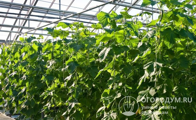 Рекомендуемый метод выращивания растений огурцов гибрида – вертикальный с формированием на шпалерах