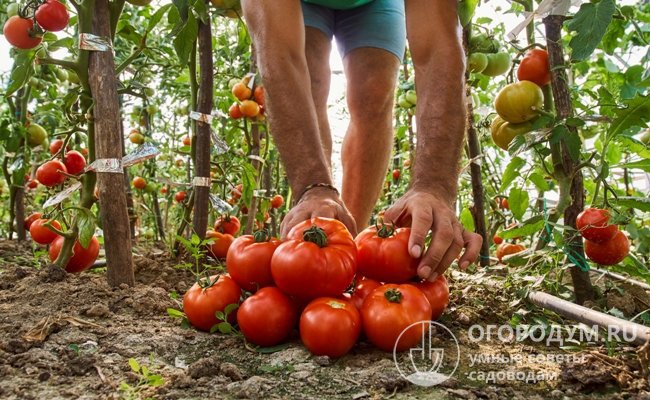 Российские дачники, не один год выращивающие эту разновидность помидоров, отзываются о ней весьма положительно