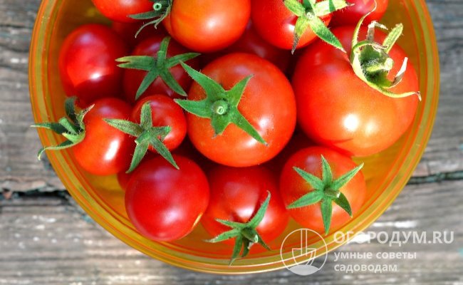 Томат «Санька» относится к сортам раннего срока созревания: первые спелые помидоры можно снимать уже на 75-80 сутки после появления полных всходов