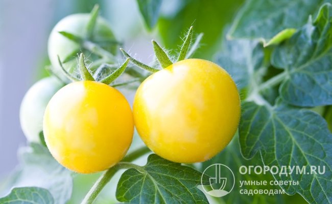 Дачники, которые собираются выращивать томаты «Санька золотой», должны быть готовы к тому, что урожай получится низкого качества
