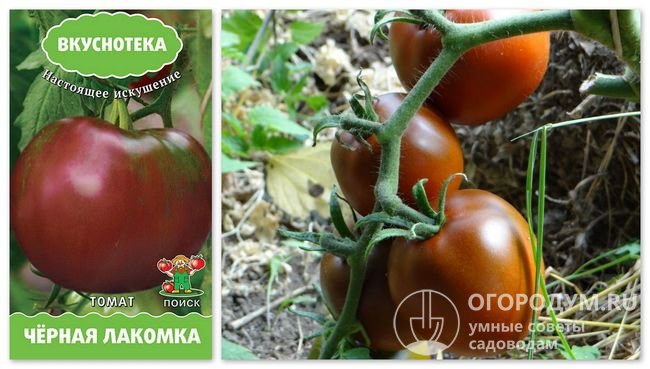 Упаковка семян «Черная лакомка» и фотография помидоров этого сорта