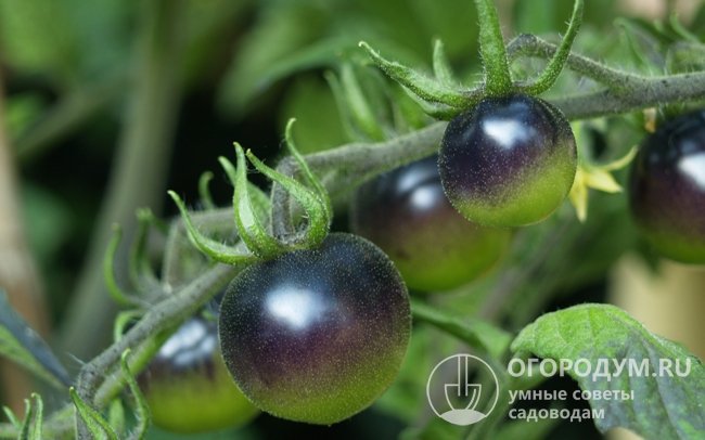 Черные томаты зарубежной селекции