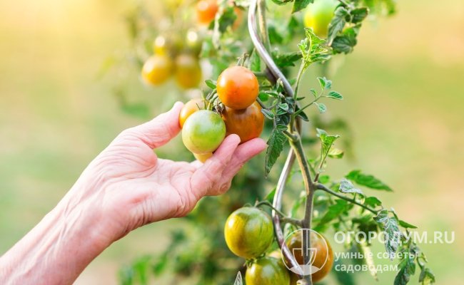 Любая разновидность томата способна расти и плодоносить как при наличии боковых побегов, так и при их отсутствии