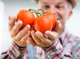 Лучшие сорта томатов для Подмосковья: урожайные и устойчивые к болезням