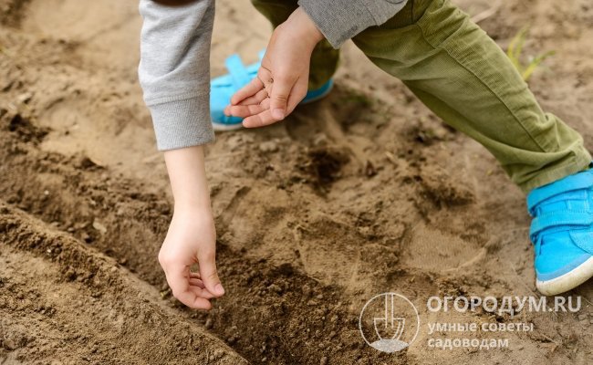 Посев теплолюбивых сортов свеклы проводят преимущественно в середине мая, когда почва достаточно прогрета и нет угрозы возвратных заморозков