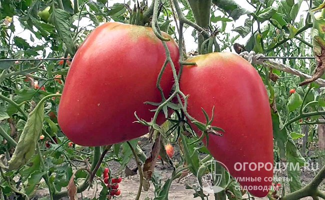 Украинский томат «Чудо земли» – сорт с удлиненными плодами среднего размера сердцевидной формы