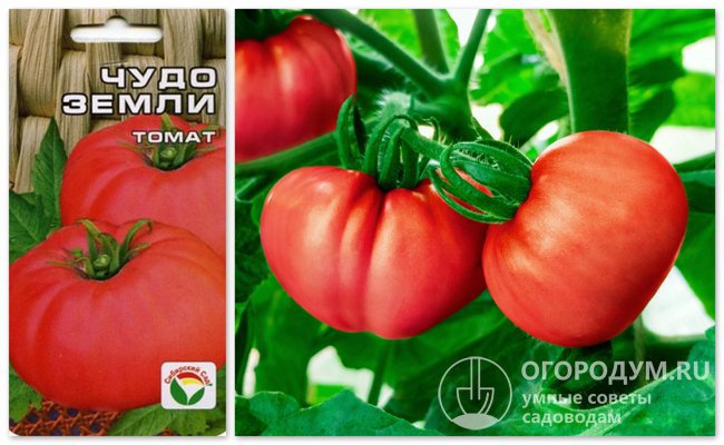 Упаковка семян томатов «Чудо земли» производителя «Сибирский сад» и фотография помидоров этого сорта
