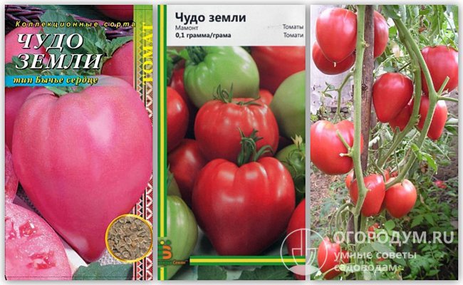 Упаковки семян томатов «Чудо земли» украинской селекции и фотография помидоров этого сорта