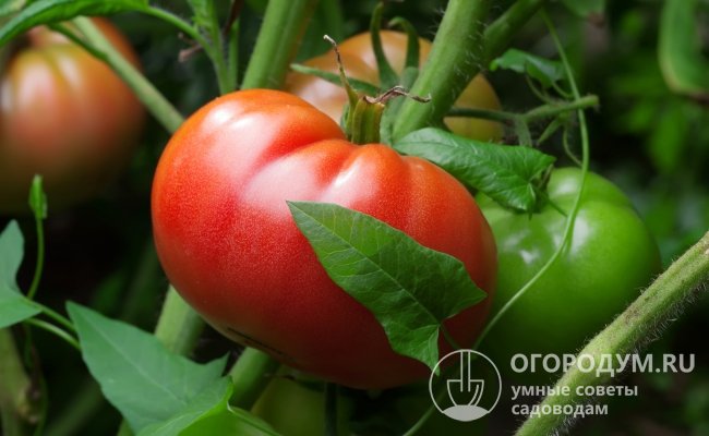 Характеристики томата «Король гигантов», по отзывам, соответствуют свойствам помидоров из группы так называемых биф-томатов