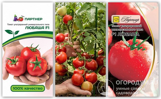 Упаковки семян томата «Любаша F1» и фотография плодов этого сорта