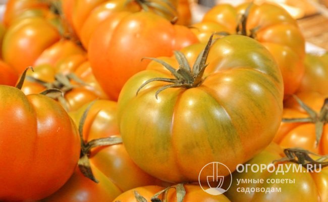 На фото – томат «Оранжевый гигант», относящийся к разновидности крупноплодных сортов салатного назначения