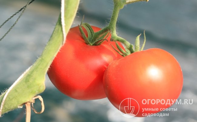 Томат Сибирский скороспелый: отзывы, описание сорта, фото - лучшие сорта томатов для садового участка