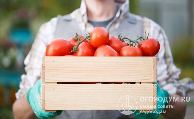 Благодаря своей надежности и беспроблемности, «Сибирский скороспелый» продолжает составлять успешную конкуренцию новым сортам и гибридам томатов