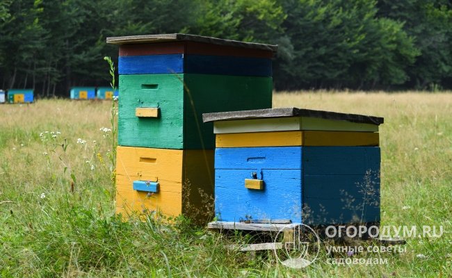 Окраска улья продлит срок его эксплуатации и поможет пчелам, которые запоминают цвета (особенно голубых, фиолетовых и желтых оттенков), быстрее находить свой дом в период сбора меда