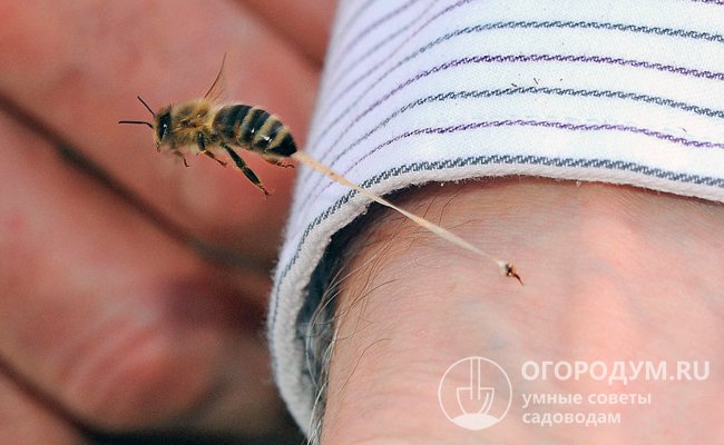 Пчела, в отличие от осы, не может ужалить несколько раз подряд, она после укуса погибает