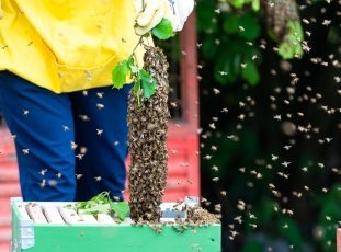 Роение пчел: почему оно происходит и что следует предпринять пчеловоду