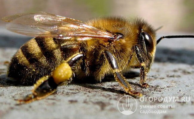 В течение одного сезона пчелиная семья среднерусской породы может выпустить несколько роев и полностью «изроиться»