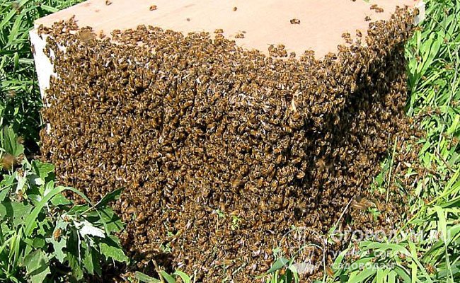 Роевые пчелы характеризуются важной особенностью: они моментально забывают место расположения старого улья, в котором обитали ранее, а запоминают только координаты нового жилища