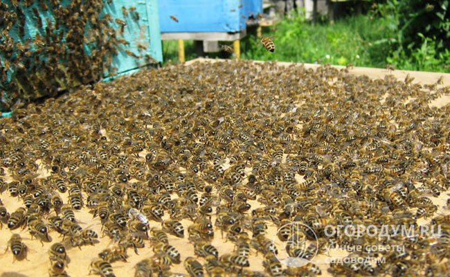 Пчелы по сходням забираются в улей, поднимая перед входом брюшко и вентилируя воздух крыльями