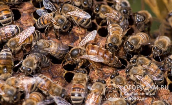 Пчелиная королева отличается от других жителей улья своими размерами и пропорциями