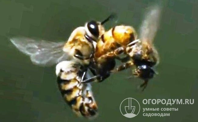 Последние исследования показали, что трутни, прежде всего, оплодотворяют пчеломаток из чужих ульев, которых легко определяют по феромонам
