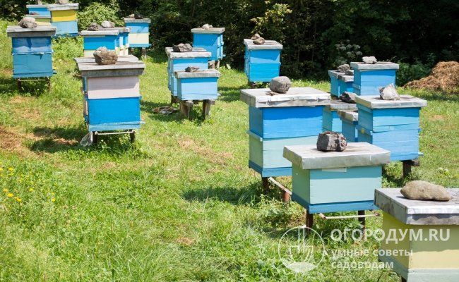 Пчеловоды вынуждены использовать подручные средства (камни, шлакоблок, кирпичи) в качестве «утяжелителей», чтобы ветер не срывал легкие крышки