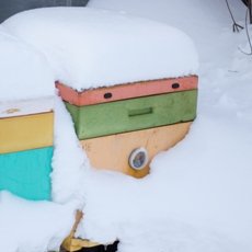Зимовка пчелиной семьи: как благополучно дожить до весны