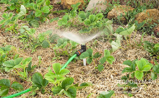 Слой мульчи помогает уменьшить испарение влаги из почвы и замедлить рост сорняков