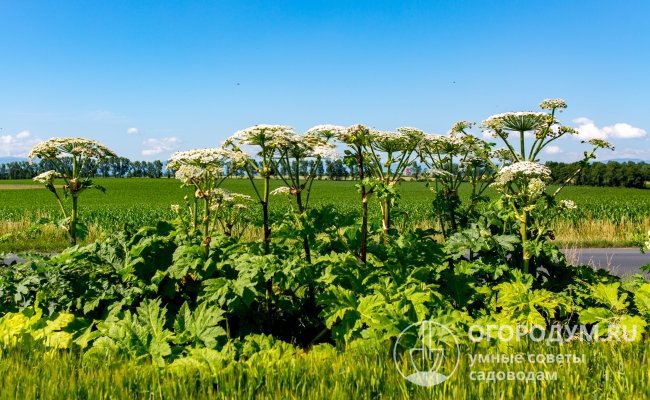 Борщевик Сосновского (на фото) – гигантское зонтичное сорное растение