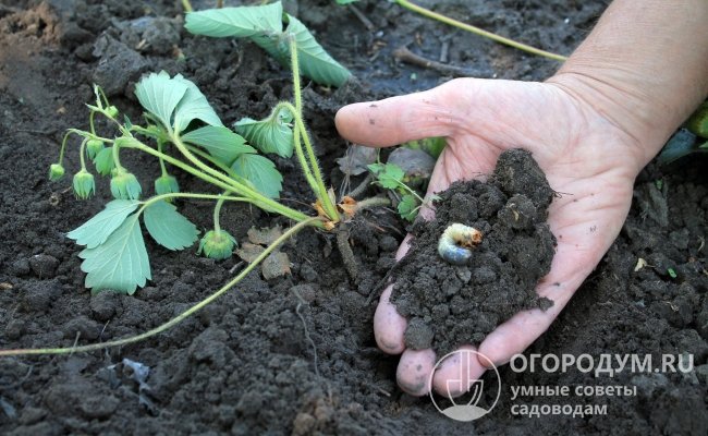Препараты контактно-кишечного действия можно вносить в поверхностный слой грунта, либо использовать для обработки корней растений перед посадкой (так поступают с клубникой)