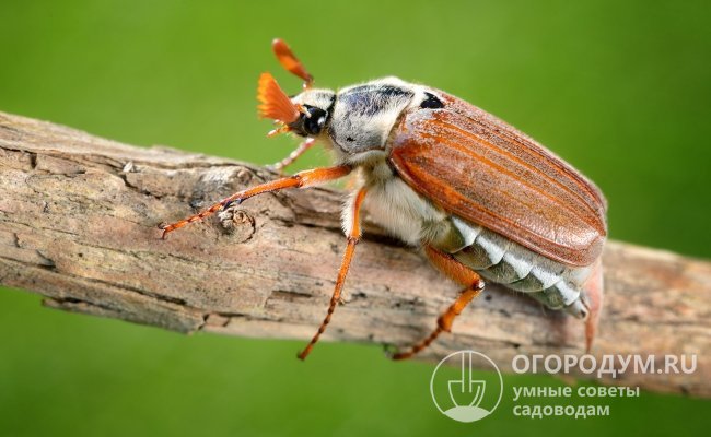 Взрослые майские жуки живут недолго и, по сравнению с личинками, не так сильно вредят растениям, но это не означает, что имаго не стоит уничтожать