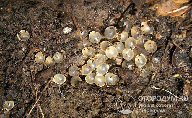 С конца июля и до самых заморозков, в период яйцекладки слизней, под комьями земли можно обнаружить кучки яиц диаметром 1-2 мм
