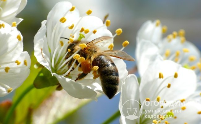 От землеройки также страдают и полезные насекомые-опылители, например, пчелы – шустрое насекомоядное способно истребить до четырех пчел за час