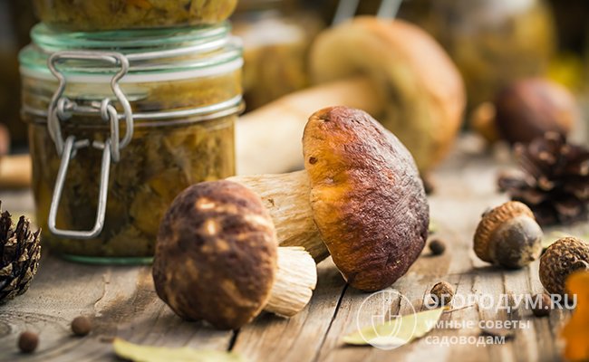 Боровики – благородные «элитные» грибы, изумительно вкусные и ароматные, плотные и мясистые, пригодные для всех способов заготовки
