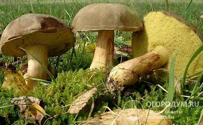 Плодовые тела моховиков (на фото) часто растут на открытых солнечных участках, заселенных мхами, за что грибы и получили свое название