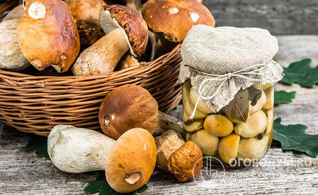 Маринованные белые грибы рецепт