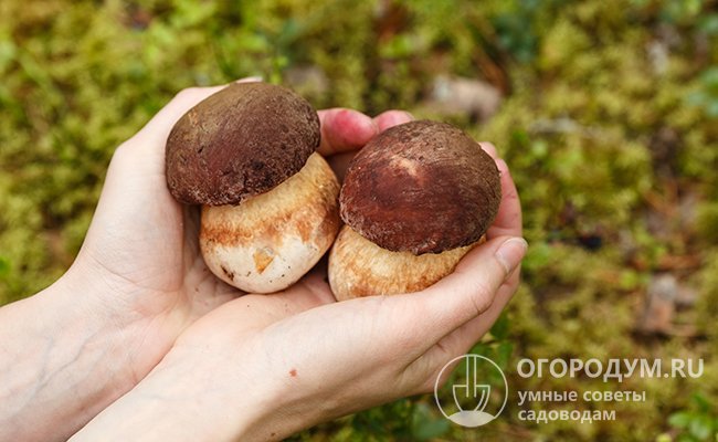 Белый гриб или боровик – ценнейший природный продукт: питательный и полезный, вкусный и ароматный